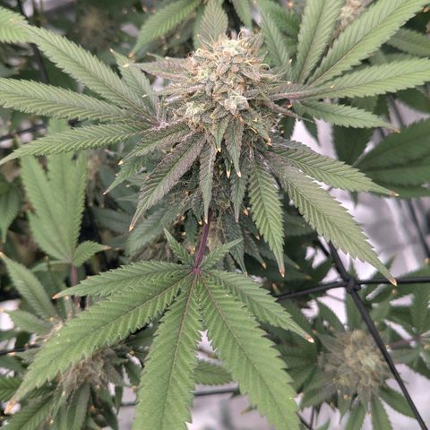 Special Kush growlog timeline photo