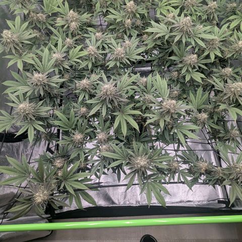 Special Kush growlog timeline photo