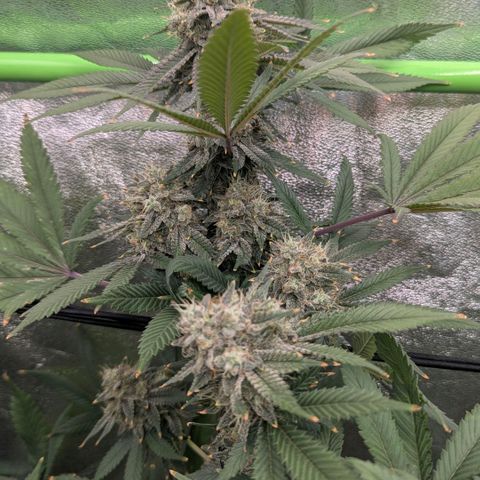 Special Kush growlog timeline photo