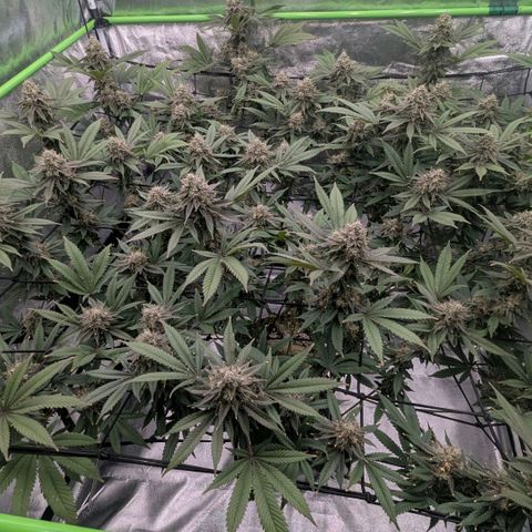 Special Kush growlog timeline photo