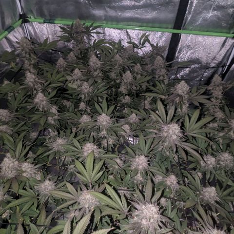 Special Kush growlog timeline photo