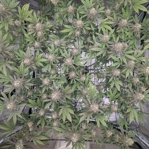 Special Kush growlog timeline photo