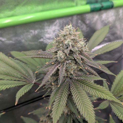 Special Kush growlog timeline photo
