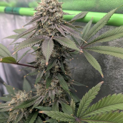 Special Kush growlog timeline photo