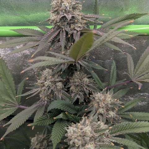 Special Kush growlog timeline photo