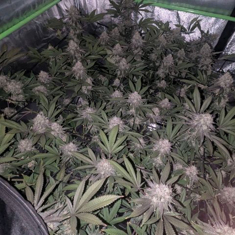 Special Kush growlog timeline photo