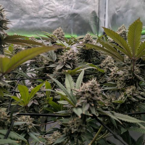 Special Kush growlog timeline photo