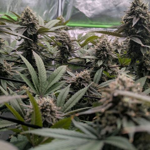 Special Kush growlog timeline photo