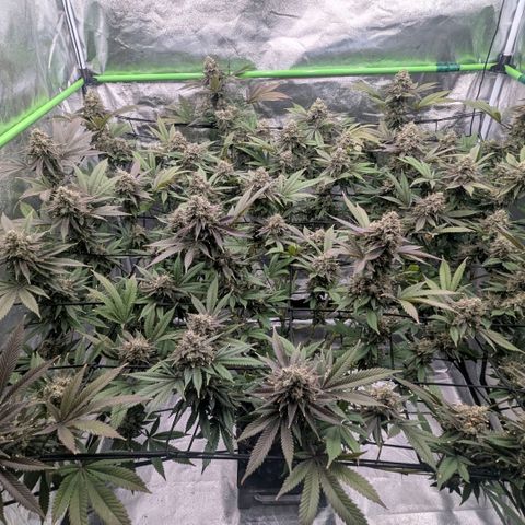 Special Kush growlog timeline photo