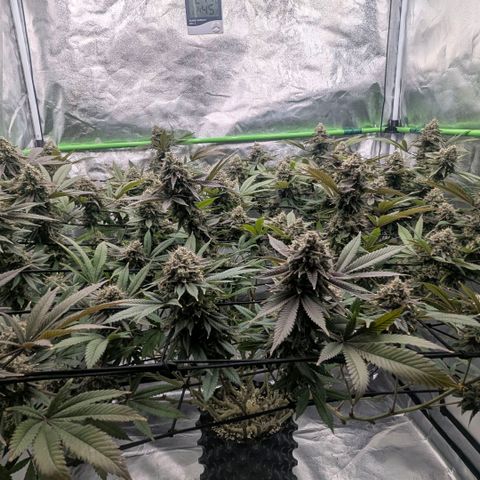 Special Kush growlog timeline photo