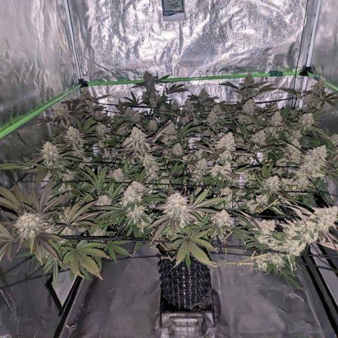 Special Kush growlog timeline photo