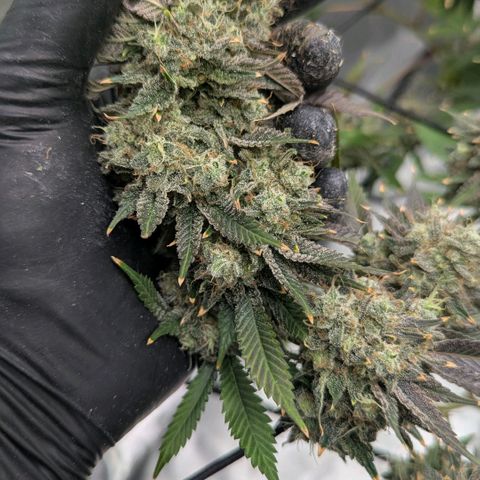 Special Kush growlog timeline photo