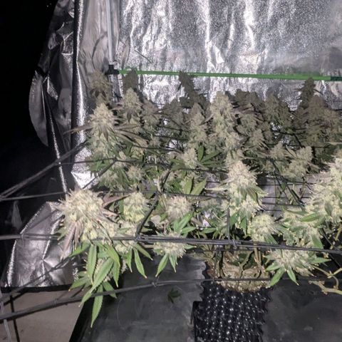 Special Kush growlog timeline photo