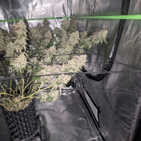 Special Kush growlog timeline photo