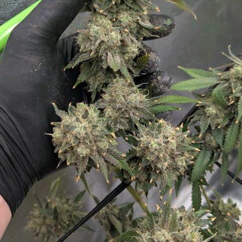 Special Kush growlog timeline photo