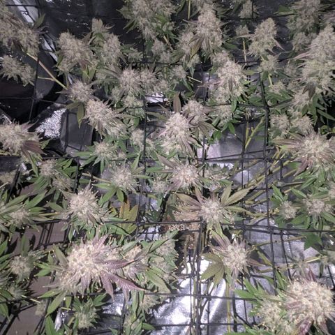Special Kush growlog timeline photo