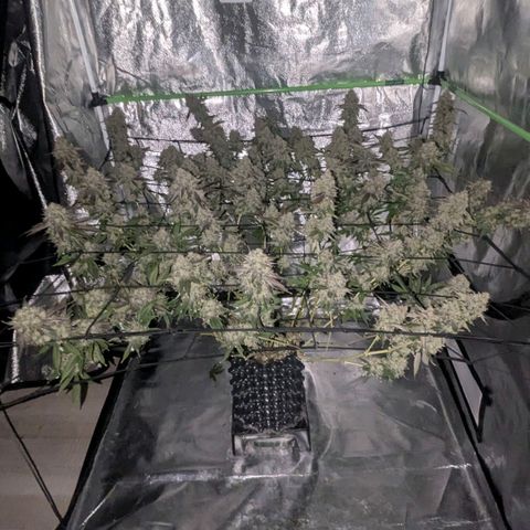 Special Kush growlog timeline photo