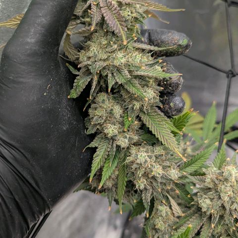 Special Kush growlog timeline photo