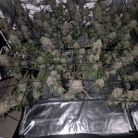 Special Kush growlog timeline photo