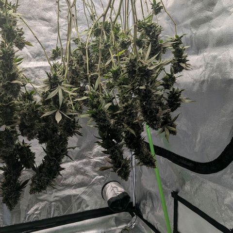 Special Kush growlog timeline photo