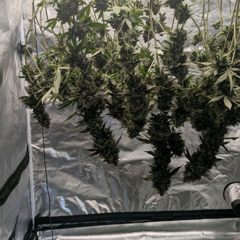 Special Kush growlog timeline photo