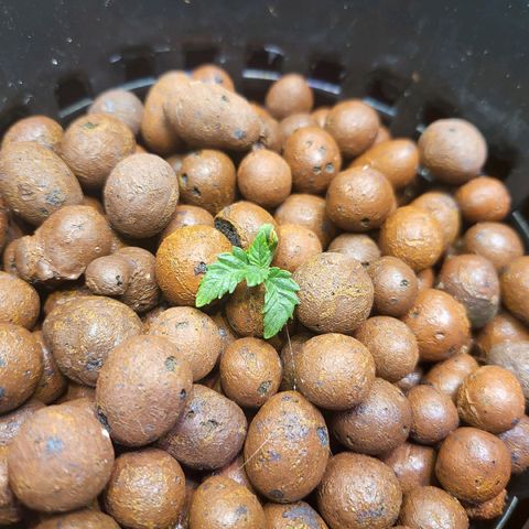 Melted sundae  growlog timeline photo