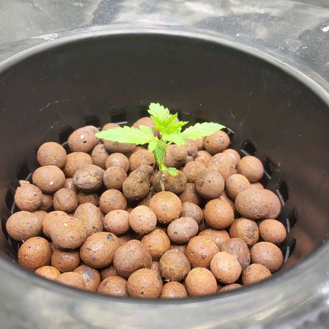 Melted sundae  growlog timeline photo