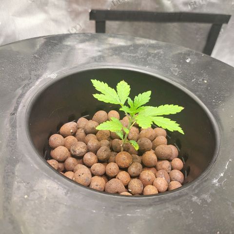 Melted sundae  growlog timeline photo