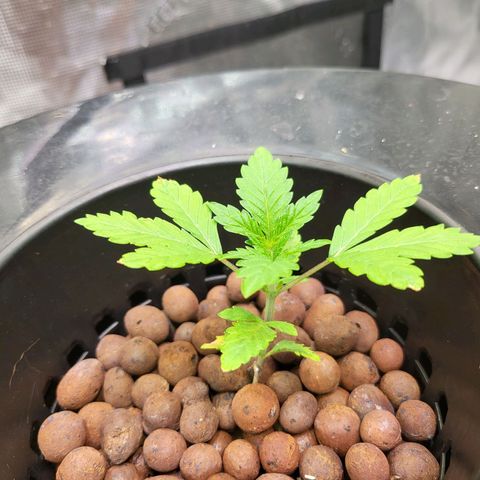 Melted sundae  growlog timeline photo