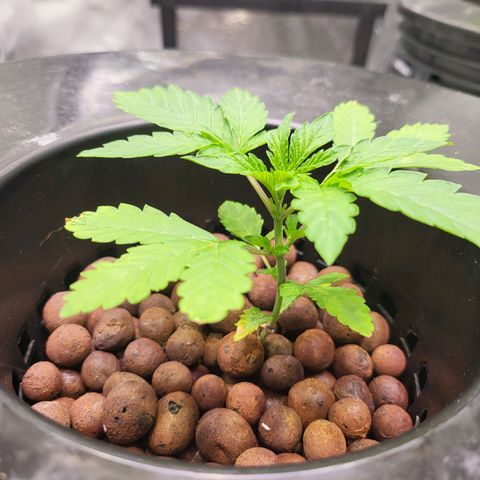 Melted sundae  growlog timeline photo