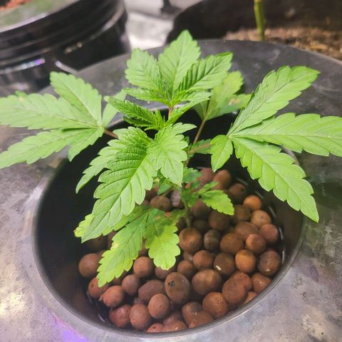 Melted sundae  growlog timeline photo
