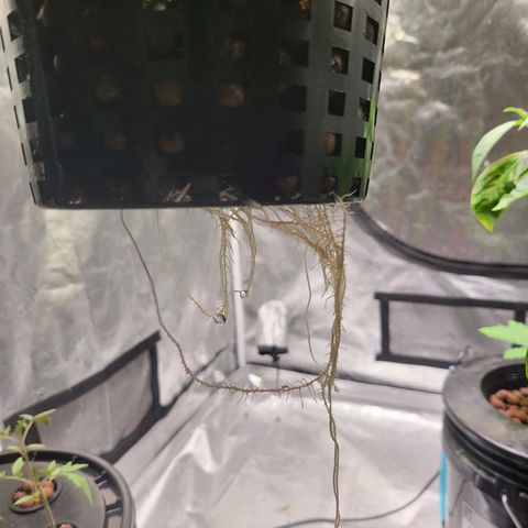 Melted sundae  growlog timeline photo