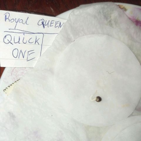 Royal queen "quick one"  growlog timeline photo