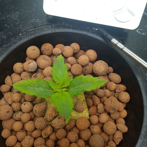 Northern Lights X Big Bud  Autoflower Feminised growlog timeline photo