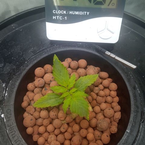 Northern Lights X Big Bud  Autoflower Feminised growlog timeline photo