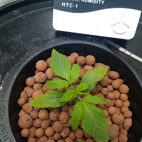 Northern Lights X Big Bud  Autoflower Feminised growlog timeline photo