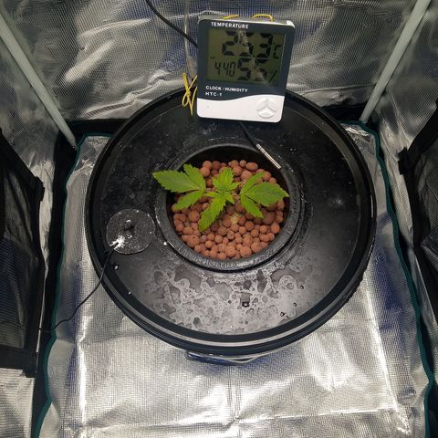 Northern Lights X Big Bud  Autoflower Feminised growlog timeline photo