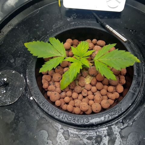 Northern Lights X Big Bud  Autoflower Feminised growlog timeline photo