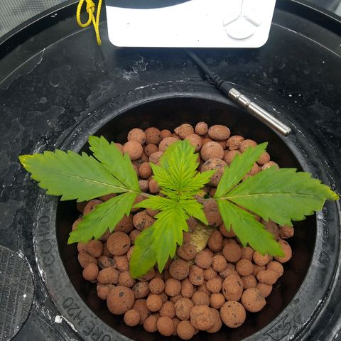 Northern Lights X Big Bud  Autoflower Feminised growlog timeline photo