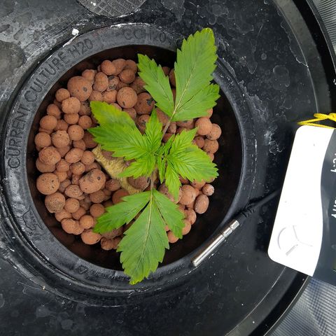 Northern Lights X Big Bud  Autoflower Feminised growlog timeline photo