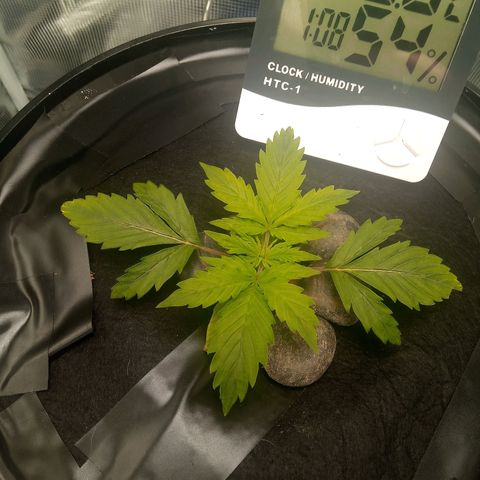 Northern Lights X Big Bud  Autoflower Feminised growlog timeline photo