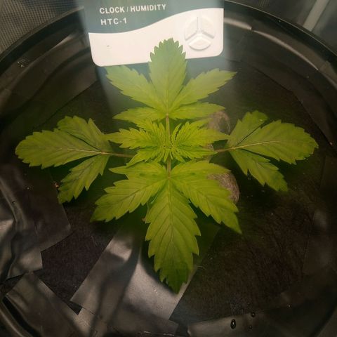 Northern Lights X Big Bud  Autoflower Feminised growlog timeline photo