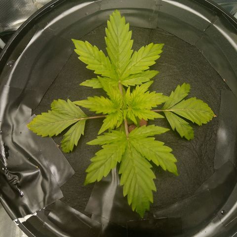 Northern Lights X Big Bud  Autoflower Feminised growlog timeline photo