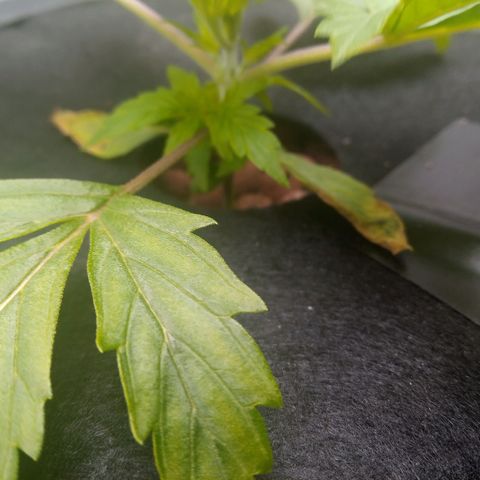 Northern Lights X Big Bud  Autoflower Feminised growlog timeline photo