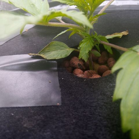 Northern Lights X Big Bud  Autoflower Feminised growlog timeline photo