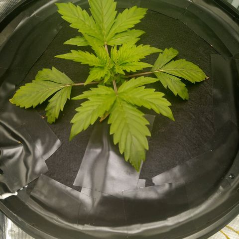 Northern Lights X Big Bud  Autoflower Feminised growlog timeline photo