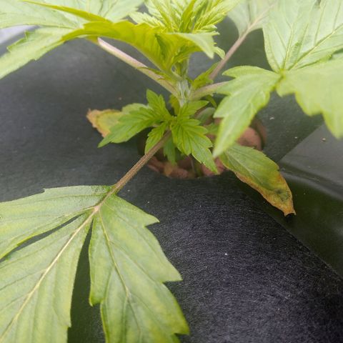Northern Lights X Big Bud  Autoflower Feminised growlog timeline photo