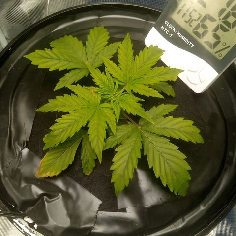 Northern Lights X Big Bud  Autoflower Feminised growlog timeline photo