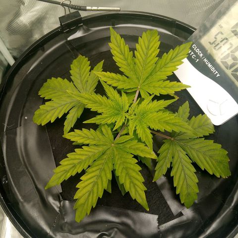Northern Lights X Big Bud  Autoflower Feminised growlog timeline photo