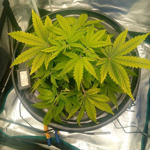 Northern Lights X Big Bud  Autoflower Feminised growlog timeline photo